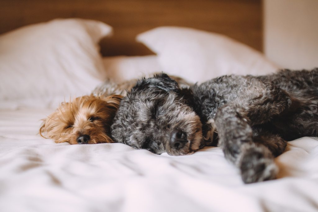 Gezonde hond zonder vlooien, behandeld met effectieve bestrijdingsmiddelen
